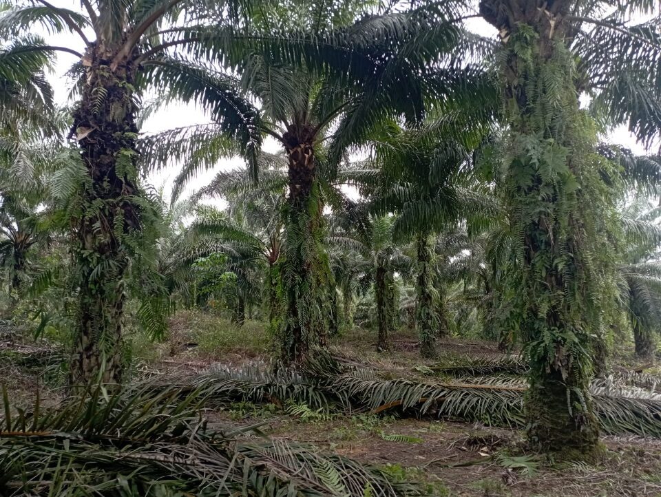 IMG-20250802-WA0011(1)